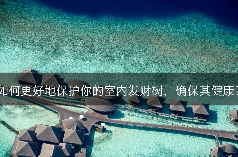 如何更好地保护你的室内发财树,确保其健康?(图1) 如何更好地保护你的室内发财树,确保其健康?(图1)