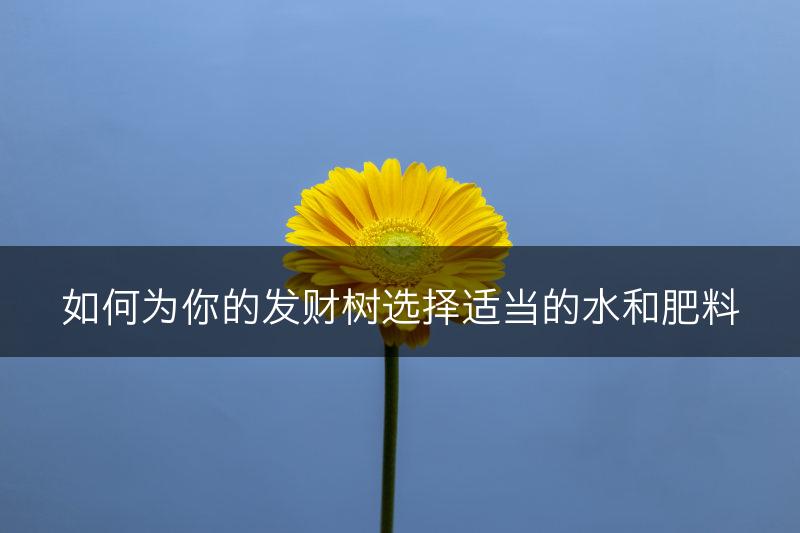 如何为你的发财树选择适当的水和肥料(图1) 如何为你的发财树选择适当的水和肥料(图1)