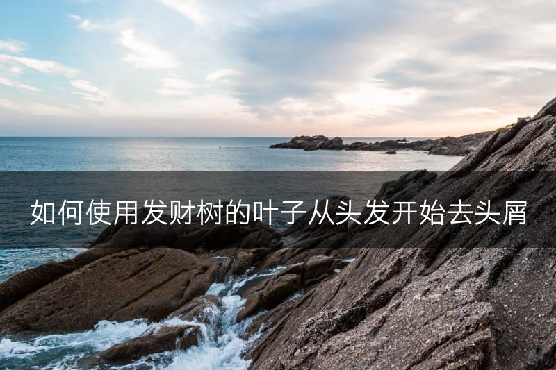 如何使用发财树的叶子从头发开始去头屑(图1)