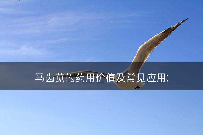 马齿苋的药用价值及常见应用；(图1)