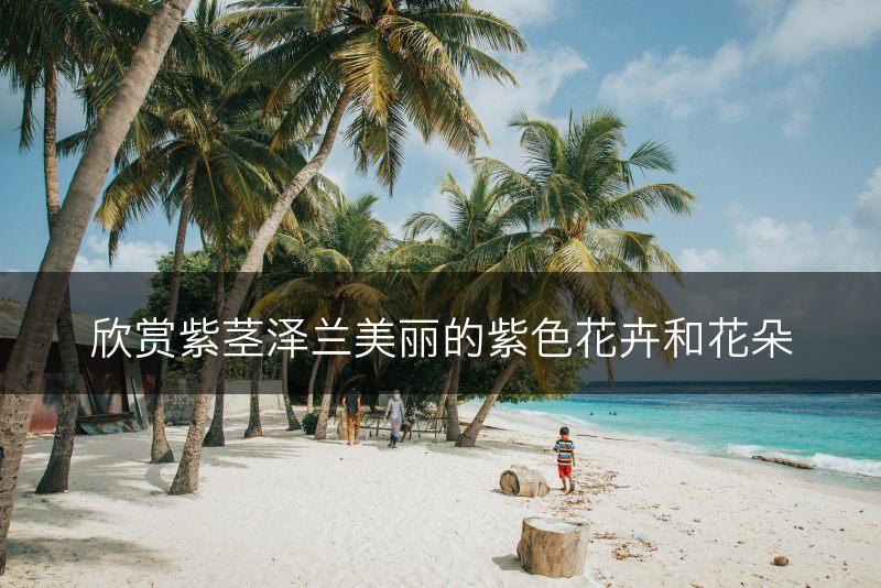 欣赏紫茎泽兰美丽的紫色花卉和花朵(图1)