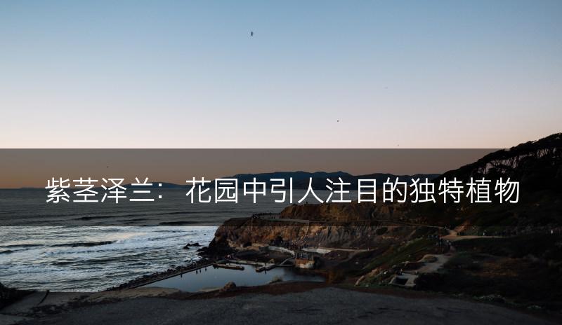 紫茎泽兰：花园中引人注目的独特植物(图1)