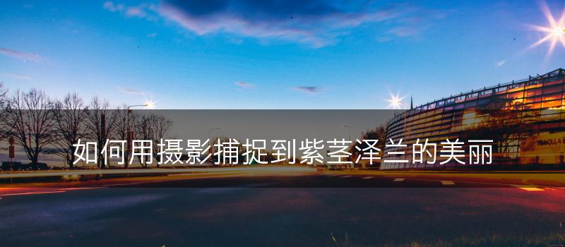 如何用摄影捕捉到紫茎泽兰的美丽(图1)