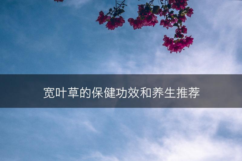 宽叶草的保健功效和养生推荐(图1)