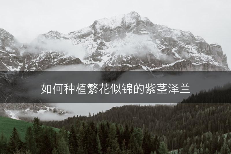 如何种植繁花似锦的紫茎泽兰(图1)