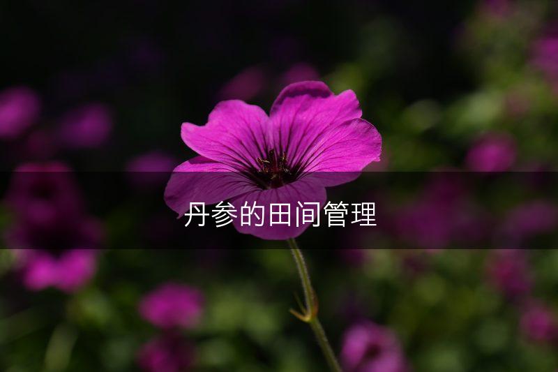 丹参的田间管理(图1)