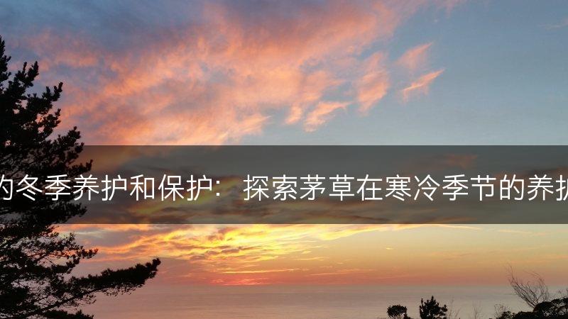 茅草的冬季养护和保护：探索茅草在寒冷季节的养护要点(图1)