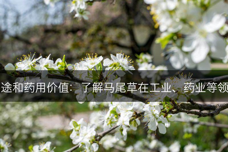 马尾草的用途和药用价值：了解马尾草在工业、药业等领域中的应用(图1)