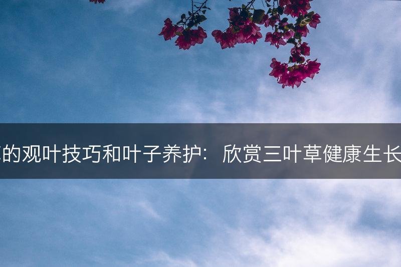 三叶草的观叶技巧和叶子养护：欣赏三叶草健康生长的叶片(图1)