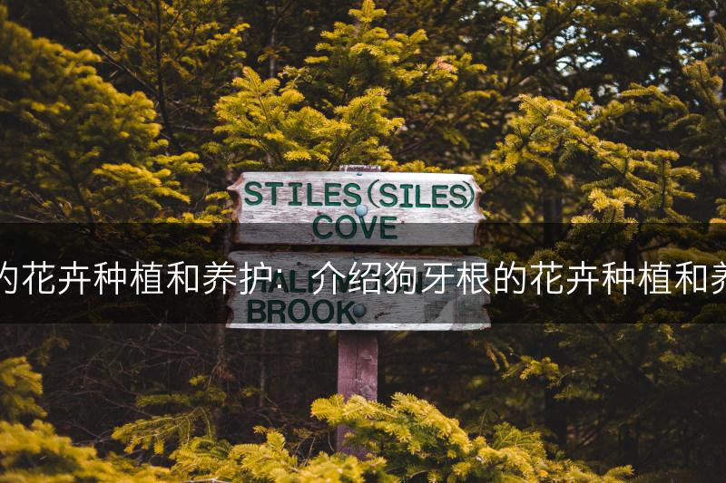 狗牙根的花卉种植和养护：介绍狗牙根的花卉种植和养护技巧(图1)