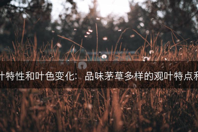 茅草的观叶特性和叶色变化：品味茅草多样的观叶特点和叶色变化(图1)