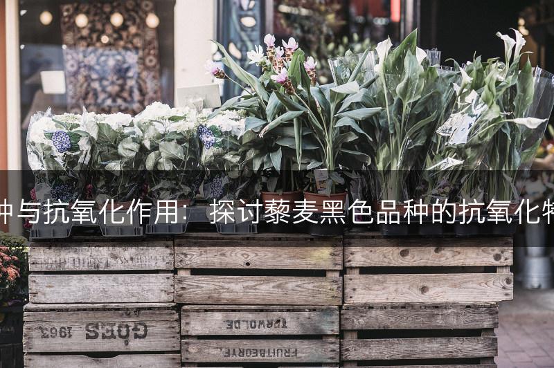 藜麦的黑色品种与抗氧化作用：探讨藜麦黑色品种的抗氧化特性和保健功效(图1)
