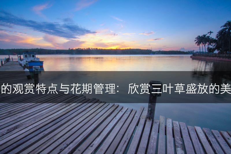 三叶草的观赏特点与花期管理：欣赏三叶草盛放的美丽花朵(图1)
