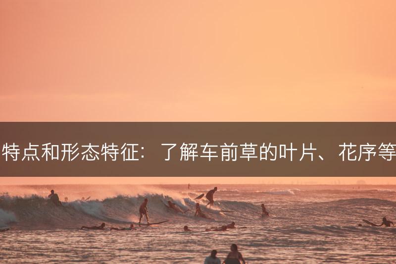 车前草的特点和形态特征：了解车前草的叶片、花序等形态特点(图1)