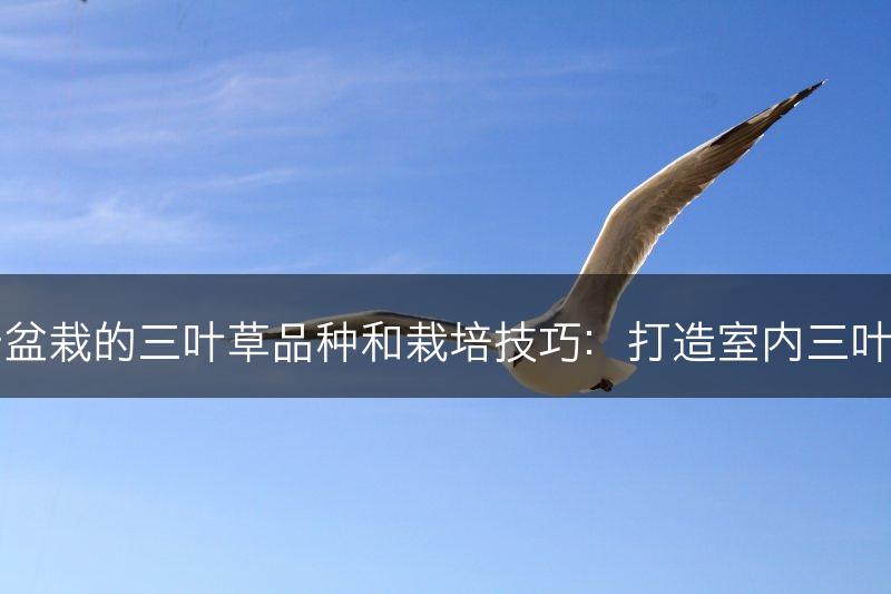 适用于盆栽的三叶草品种和栽培技巧：打造室内三叶草花园(图1)