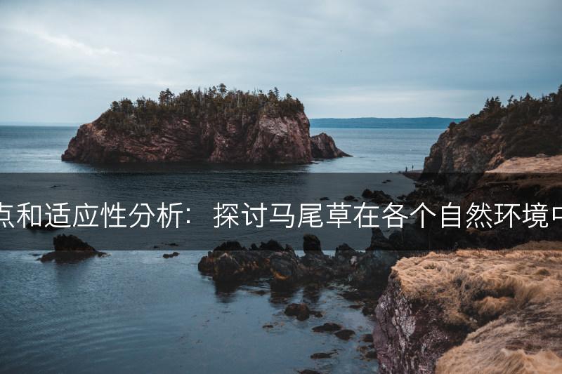 马尾草的特点和适应性分析：探讨马尾草在各个自然环境中的存活机制(图1)