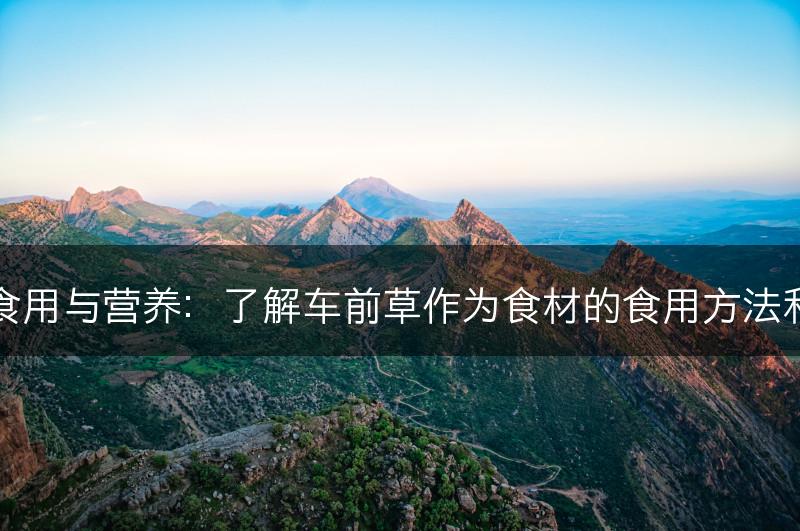 车前草的食用与营养：了解车前草作为食材的食用方法和营养价值(图1)