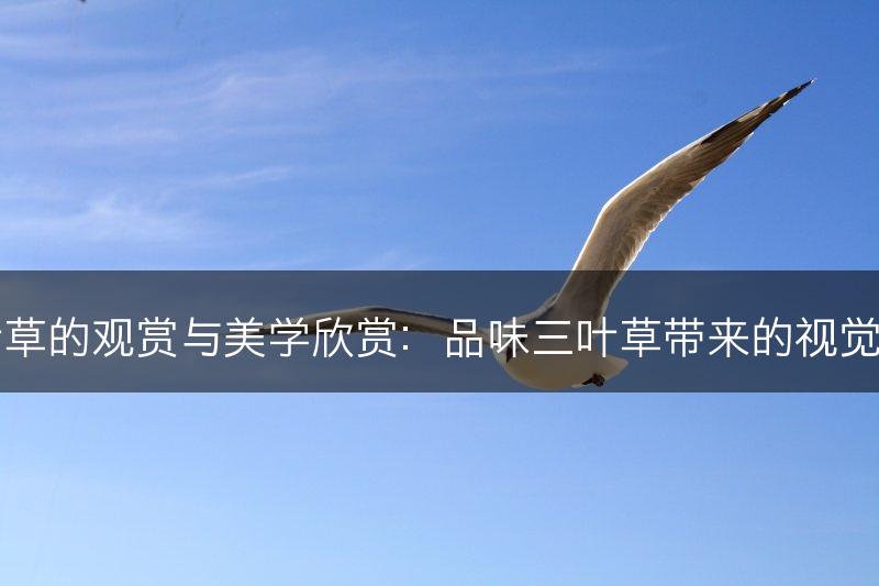 三叶草的观赏与美学欣赏：品味三叶草带来的视觉享受(图1)