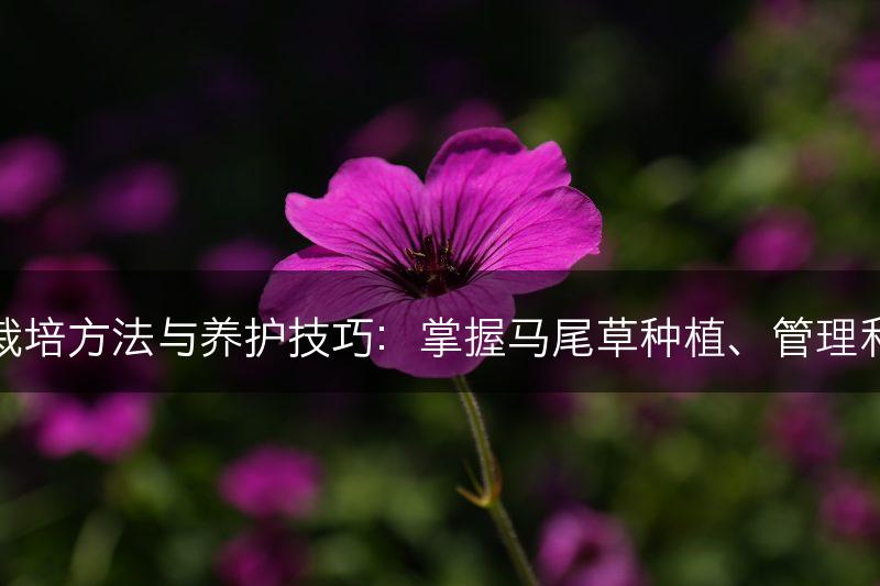马尾草的栽培方法与养护技巧：掌握马尾草种植、管理和养护要点(图1)