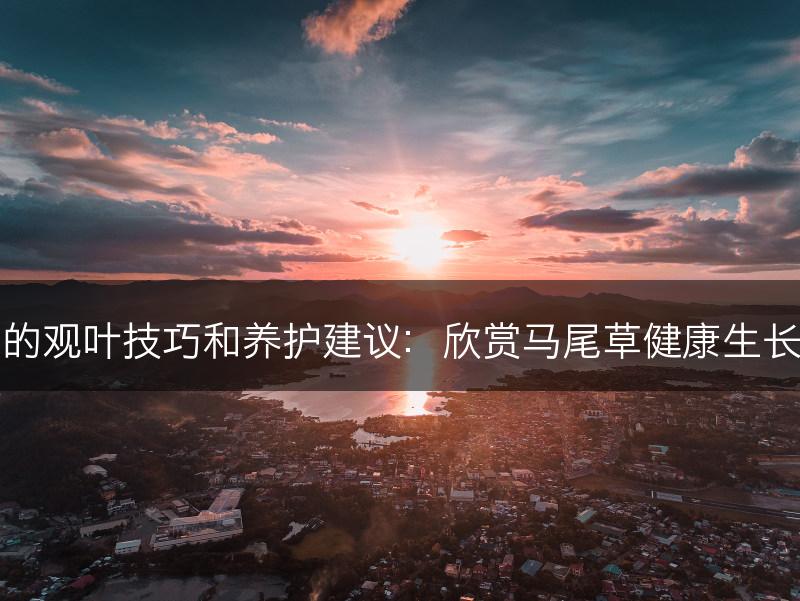 马尾草的观叶技巧和养护建议：欣赏马尾草健康生长的叶子(图1)