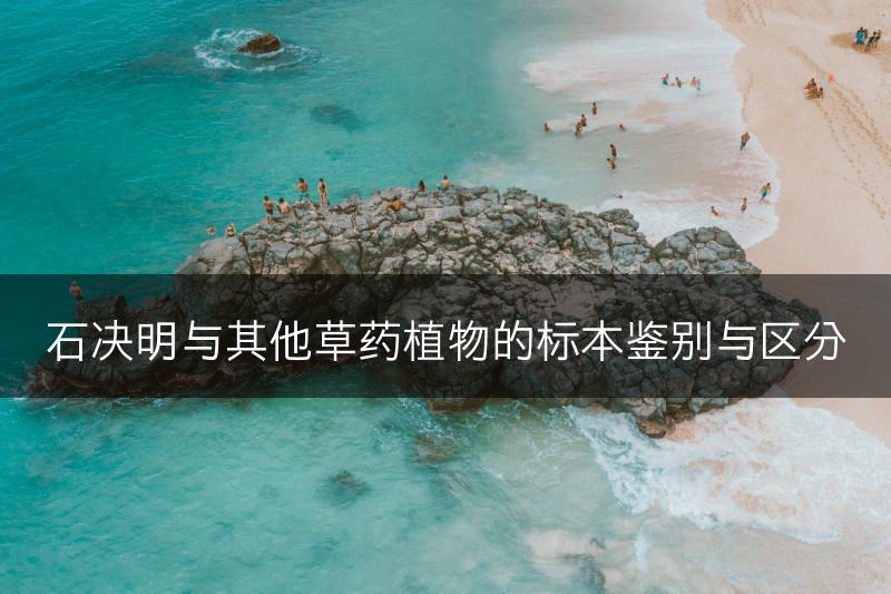 石决明与其他草药植物的标本鉴别与区分(图1)