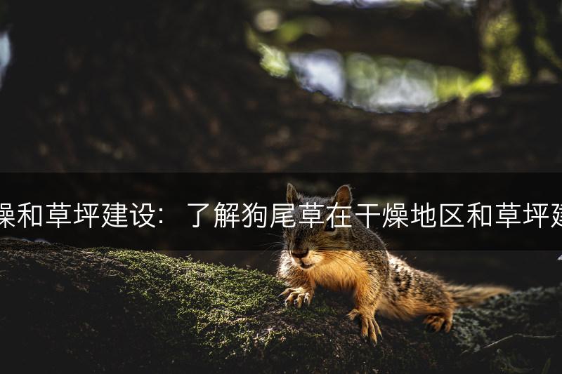 狗尾草的干燥和草坪建设：了解狗尾草在干燥地区和草坪建设中的应用(图1)