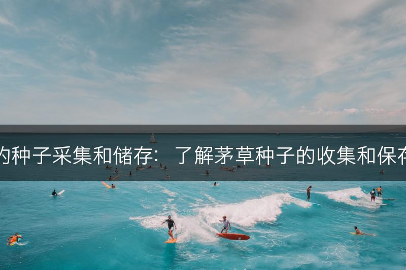 茅草的种子采集和储存：了解茅草种子的收集和保存方法(图1)