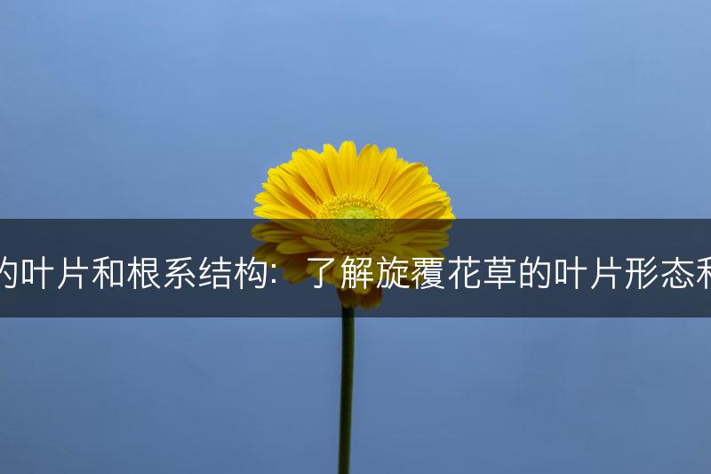 旋覆花草的叶片和根系结构：了解旋覆花草的叶片形态和根系特征(图1)