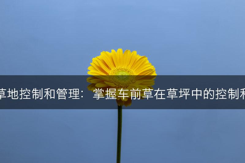 车前草的草地控制和管理：掌握车前草在草坪中的控制和管理方法(图1)