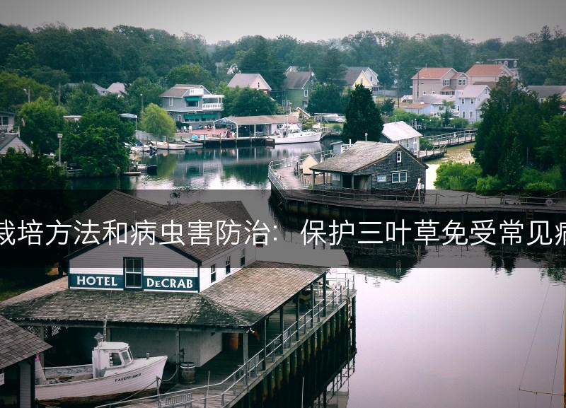 三叶草的栽培方法和病虫害防治：保护三叶草免受常见病虫害影响(图1)