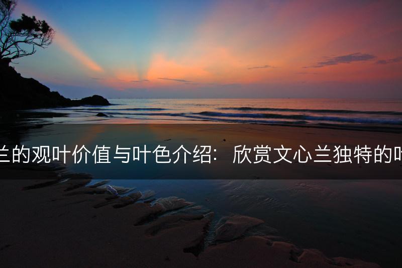 文心兰的观叶价值与叶色介绍：欣赏文心兰独特的叶片美(图1)