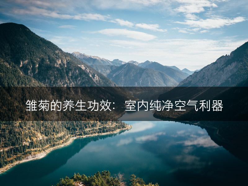雏菊的养生功效：室内纯净空气利器(图1)