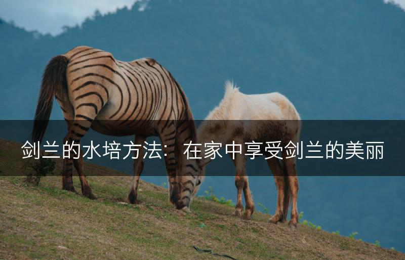 剑兰的水培方法：在家中享受剑兰的美丽(图1)