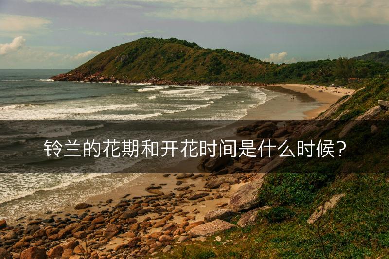 铃兰的花期和开花时间是什么时候？(图1)