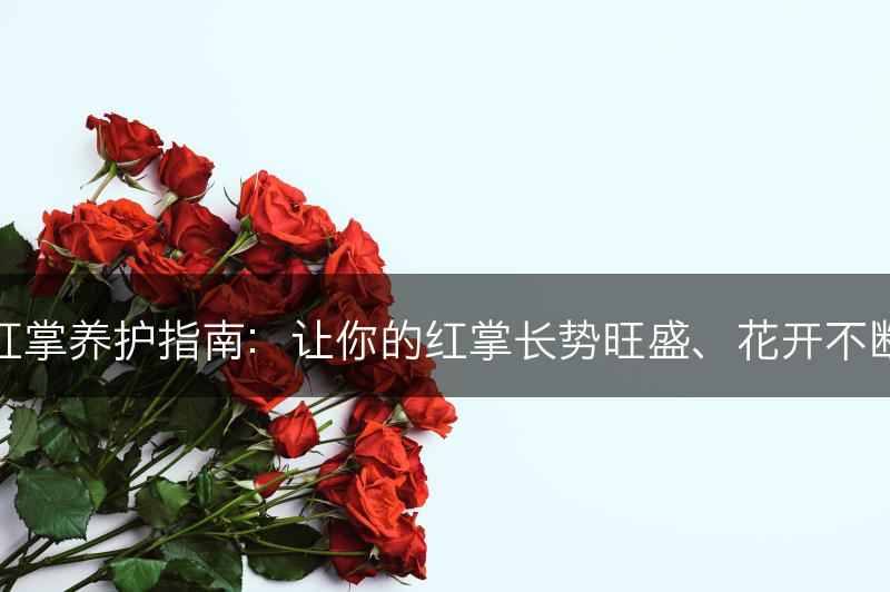 红掌养护指南：让你的红掌长势旺盛、花开不断(图1)