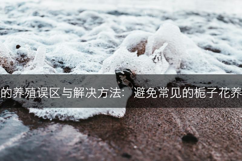 栀子花的养殖误区与解决方法：避免常见的栀子花养殖错误(图1)