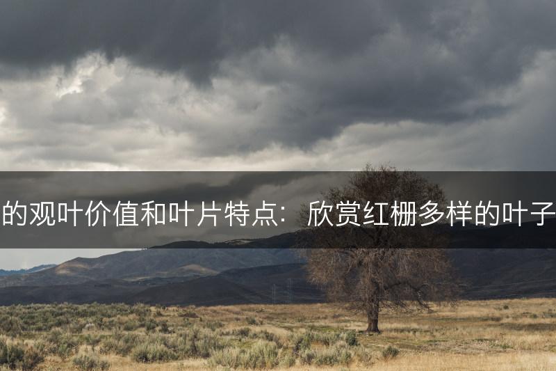 红栅的观叶价值和叶片特点：欣赏红栅多样的叶子形态(图1)
