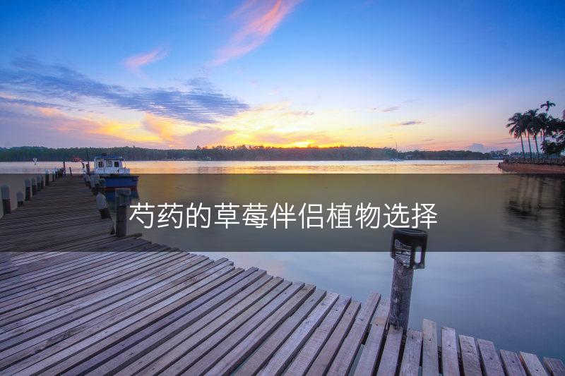 芍药的草莓伴侣植物选择(图1)