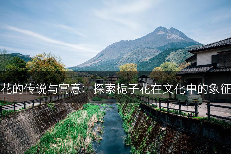 栀子花的传说与寓意：探索栀子花在文化中的象征意义(图1)
