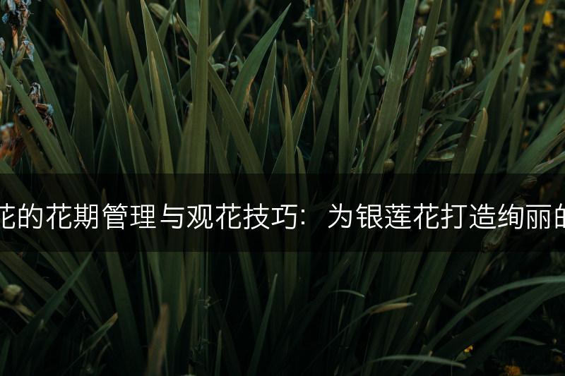 银莲花的花期管理与观花技巧：为银莲花打造绚丽的花期(图1)