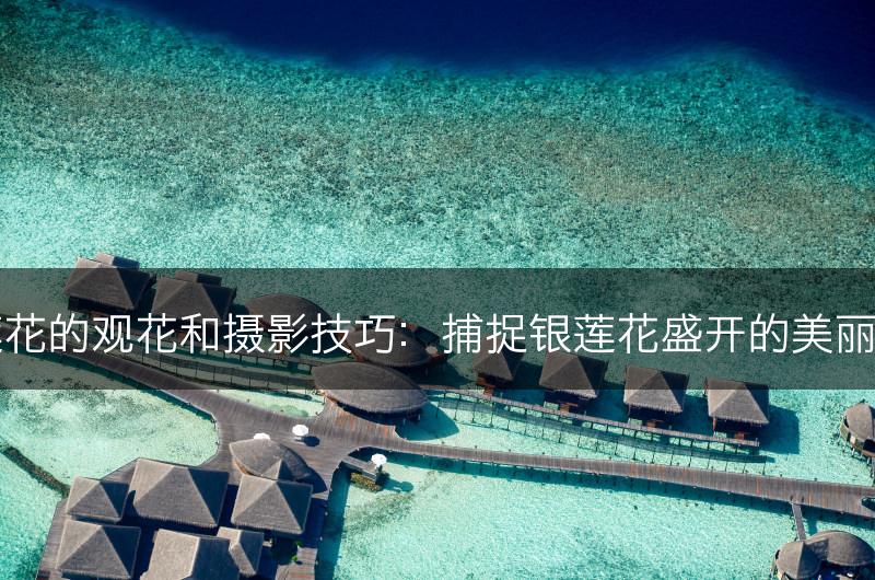 银莲花的观花和摄影技巧：捕捉银莲花盛开的美丽瞬间(图1)