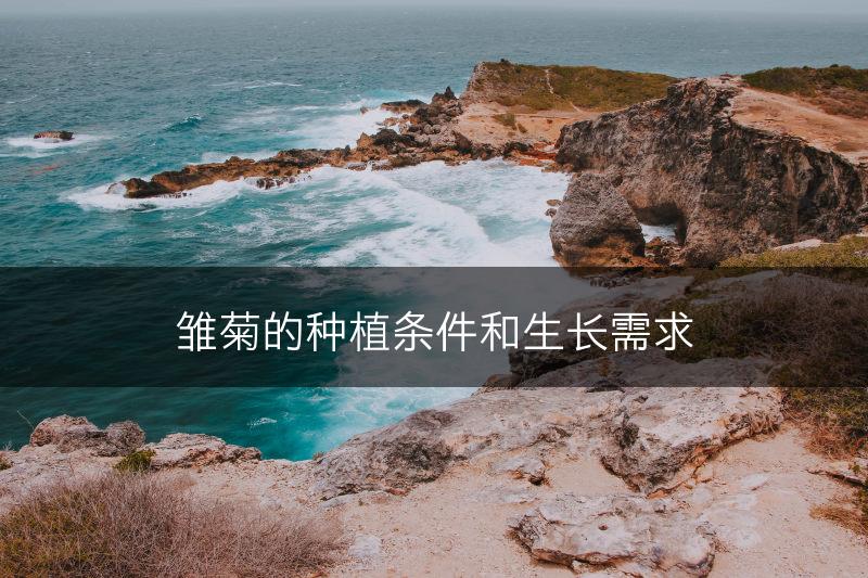 雏菊的种植条件和生长需求(图1)