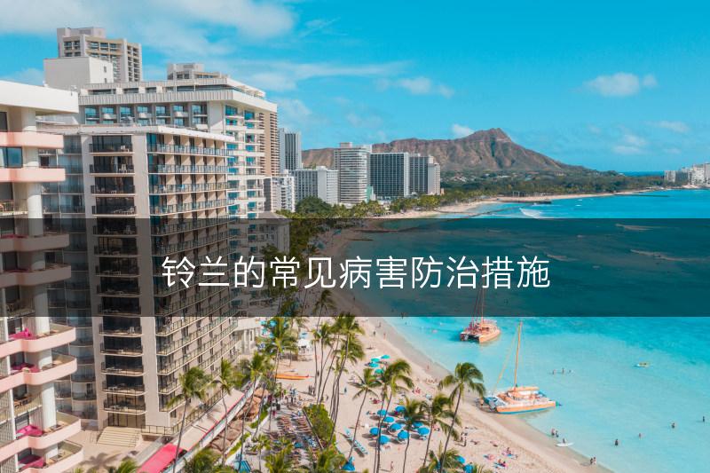 铃兰的常见病害防治措施(图1)