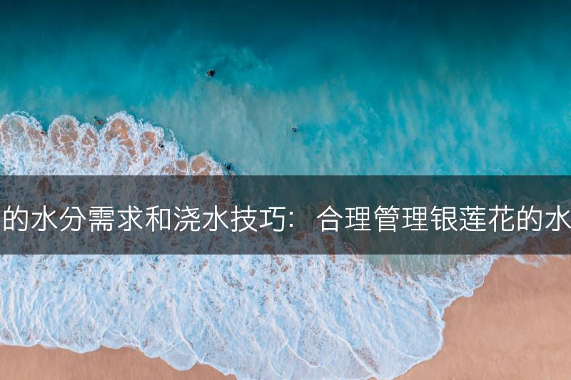 银莲花的水分需求和浇水技巧：合理管理银莲花的水分供应(图1)
