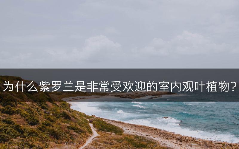 为什么紫罗兰是非常受欢迎的室内观叶植物？(图1)