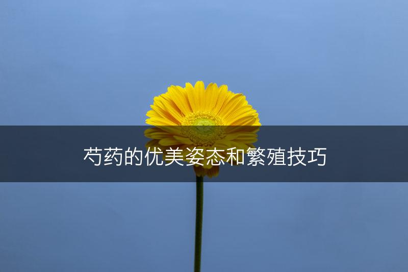 芍药的优美姿态和繁殖技巧(图1)