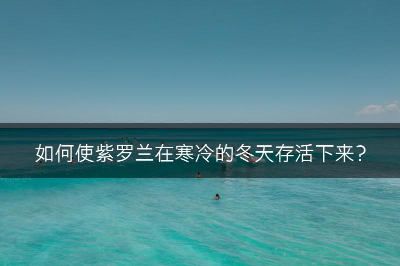 如何使紫罗兰在寒冷的冬天存活下来？(图1)