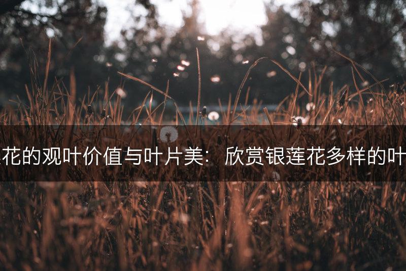 银莲花的观叶价值与叶片美：欣赏银莲花多样的叶子美(图1)