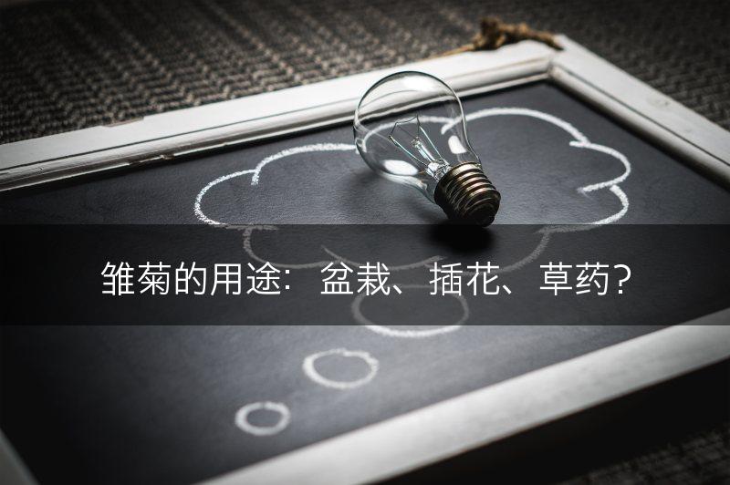 雏菊的用途：盆栽、插花、草药？(图1)