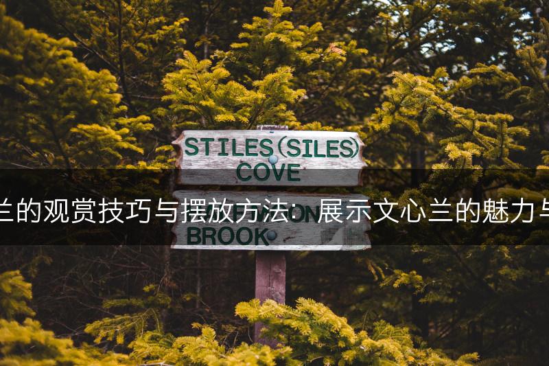 文心兰的观赏技巧与摆放方法：展示文心兰的魅力与风采(图1)